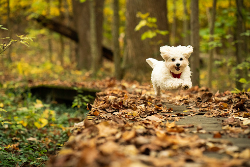 Little white Maltese puppy dog runs gleefully across a leafy boardwalk in a forest during Autumn, Indiana, USA