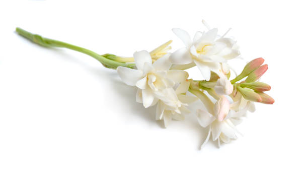 Nardos Flores - Banco de fotos e imágenes de stock - iStock Nardos Flores - Banco de fotos e imágenes de stock - iStock