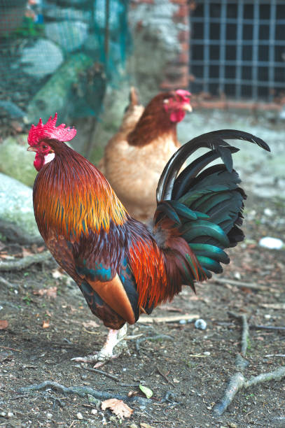 istock Hen in a rural farmers chicken coop 1341380475