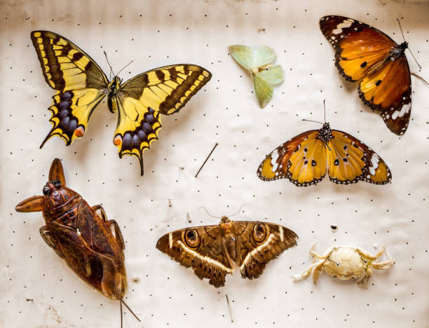 istock Dried butterflies and insects collection 1341380866