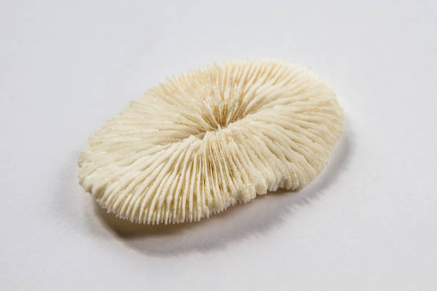 istock Dry coral on a white background 1341380871