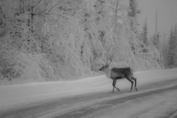 istock Caribou in the Roadway 1341380875