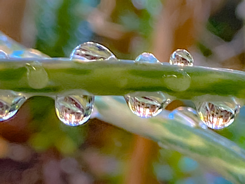 Beads of dewdrops on green grass in sunlight, macro nature backgrounds