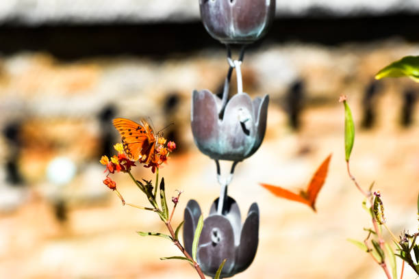 A beautiful scene plays out as two orange butterflies flitter around a rain catcher on a bright summer day