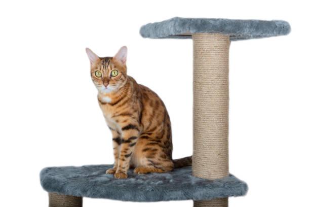 istock Bengal cat stands on a platform of scratching posts, white background 1341381747
