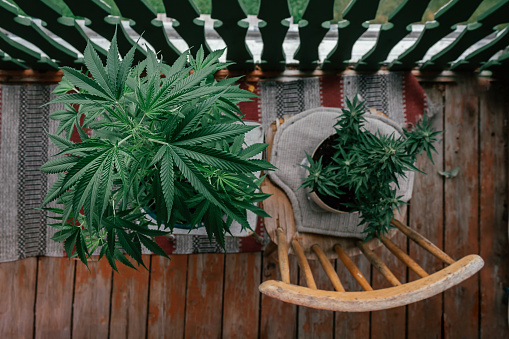 Top view of cannabis or marihuana plants on balcony. Left copy space. High angle view of marijuana leaves. Outdoors growing marijuana plants. Retro style.