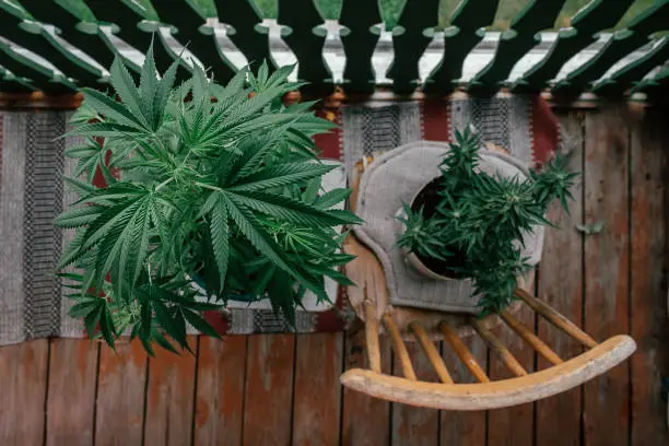 Photo of Cannabis marihuana plant on balcony. Top view.