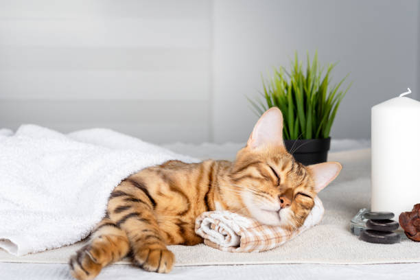 bengal cat resting by resting its head on a towel on a massage table during a spa procedure - domestic cat towel pets animal imagens e fotografias de stock