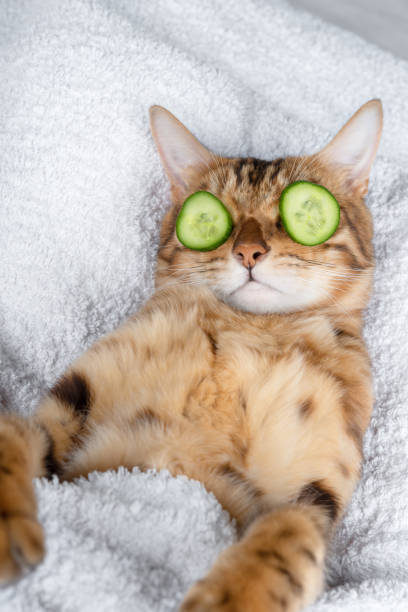 funny pet cat relaxing at the spa. cat with a piece of cucumber in front of her eyes - domestic cat towel pets animal imagens e fotografias de stock