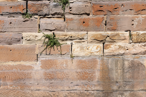 Old weathered sandstone brick wall with a plant growing from a crack.