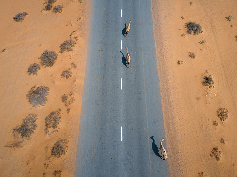 Aerial drone top view of camels walking free on the desert road in the desert in United Arab Emirates UAE desert near Dubai