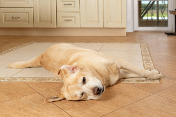 istock Sick dog lying on the floor with a sad look, suffering from allergies with a swollen muzzle. Illnesses, diseases of dogs. Old labrador retriever waiting for his owner at home. 1341384094