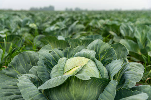 cultivo de col, primer plano. - col fotografías e imágenes de stock