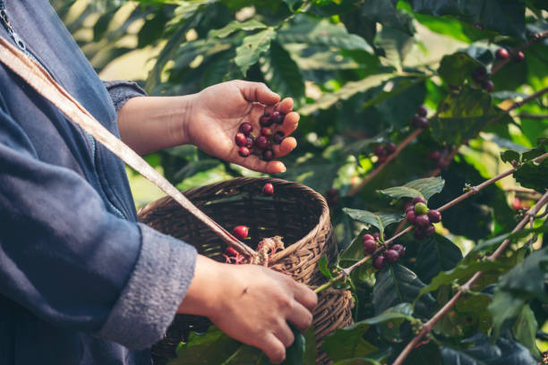 Woman Hands harvest coffee bean ripe Red berries plant fresh seed coffee tree growth in green eco organic farm. Close up hands harvest red ripe coffee seed robusta arabica berry harvesting coffee farm woman hands cosecha grano de café maduro las bayas rojas plantan semilla fresca crecimiento de árboles de café en una granja ecológica ecológica verde. manos de cerca cosecha rojo maduro semilla de café robusta arábica baya cosecha de finca de café