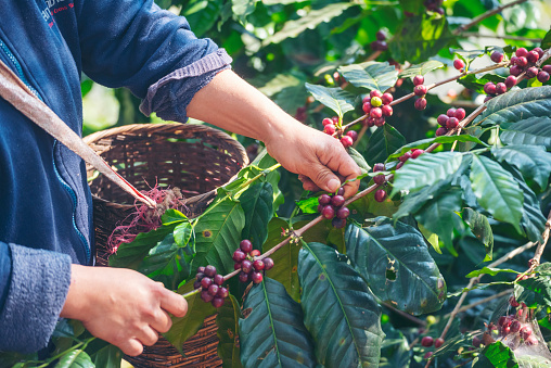 Woman Hands harvest coffee bean seed ripe Red berries plant fresh seed coffee tree growth in green eco organic farm. Close up hands harvest red ripe coffee seed robusta arabica berry harvesting coffee farm