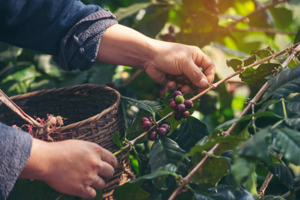 Woman Hands harvest coffee bean ripe Red berries plant fresh seed coffee tree growth in green eco organic farm. Close up hands harvest red ripe coffee seed robusta arabica berry harvesting coffee farm stock photo