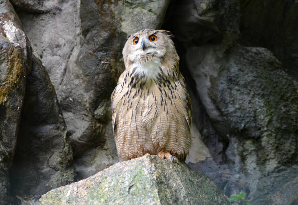 side view of eagle owl