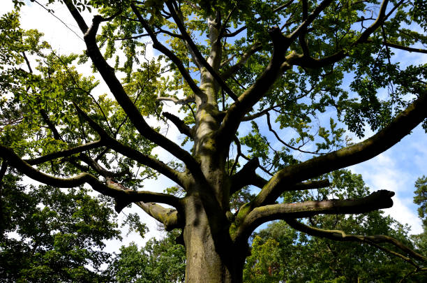istock the old beech was professionally arboristically treated. the dry branches have been removed and the crown is lighter. new leaves, wet branches, view up to the crown 1341385378