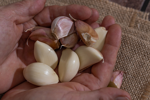 whole and peeled garlic on wooden board and white background