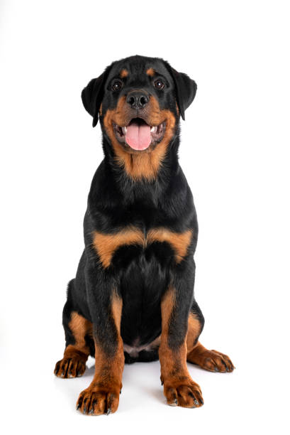 Portrait of a Rottweiler dog