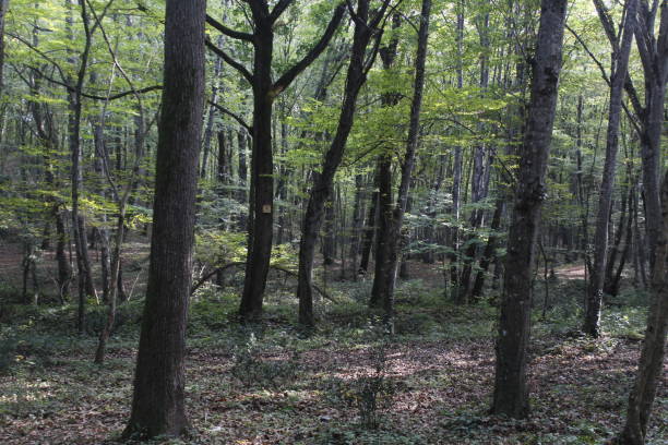 istock forest shoot in golcuk nature park 1341386926