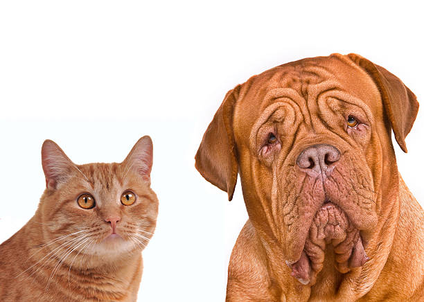 istock Dog and cat together 134138700
