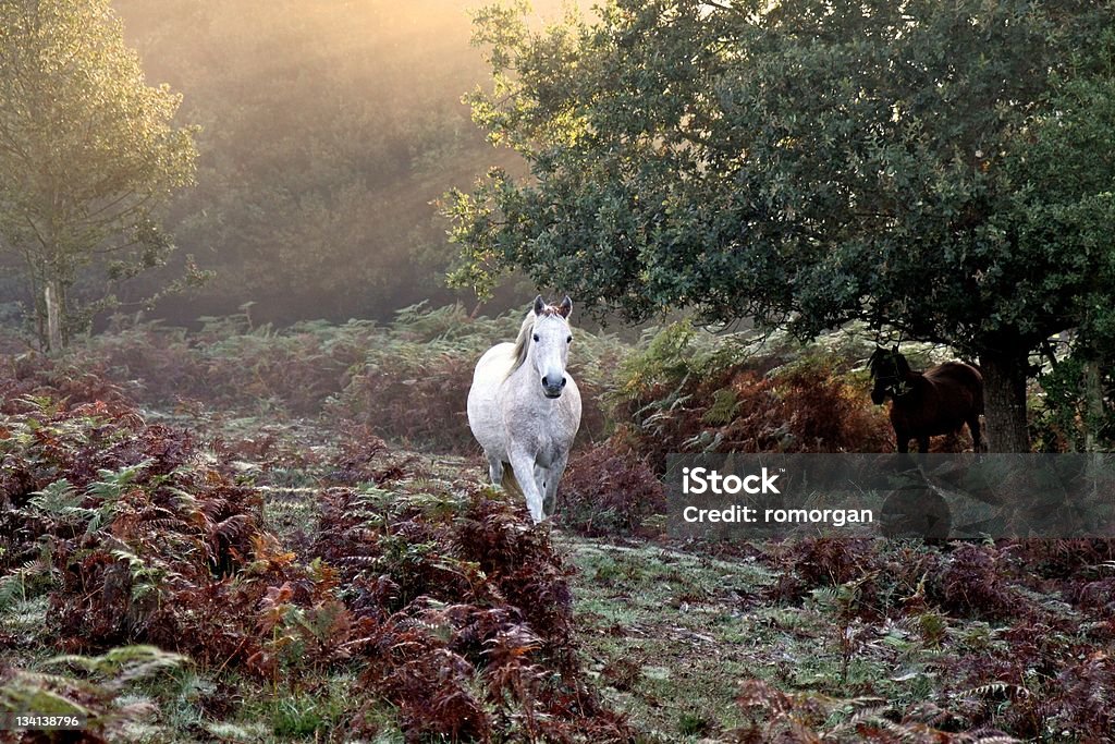 white horse trotting autumn mist at dawn white horse trotting through dew covered bracken, sunlight at dawn comes through mist from behind trees, a second horse can be seen emerging from behind tree, the new forest national park, southern england, uk New Forest Stock Photo