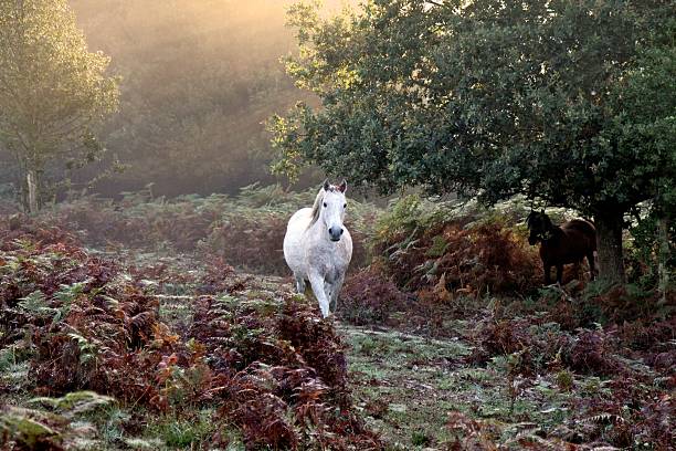 white horse trotting autumn mist at dawn white horse trotting through dew covered bracken, sunlight at dawn comes through mist from behind trees, a second horse can be seen emerging from behind tree, the new forest national park, southern england, uk new forest stock pictures, royalty-free photos & images