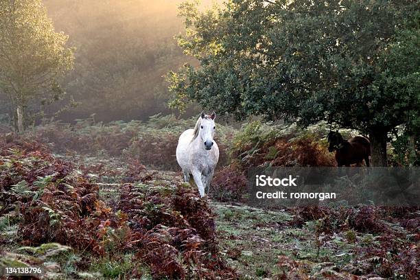 White Horse Trotting Autumn Mist At Dawn Stock Photo - Download Image Now - New Forest, Hampshire - England, Horse