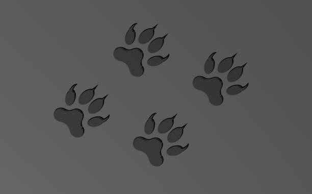istock 3D rendering. 3D image. four black animal tracks. predator paw print on gray background 1341387982