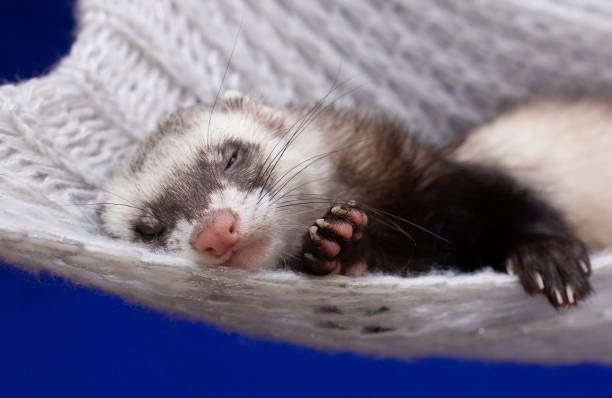 istock The little ferret rest in his home 1341388005