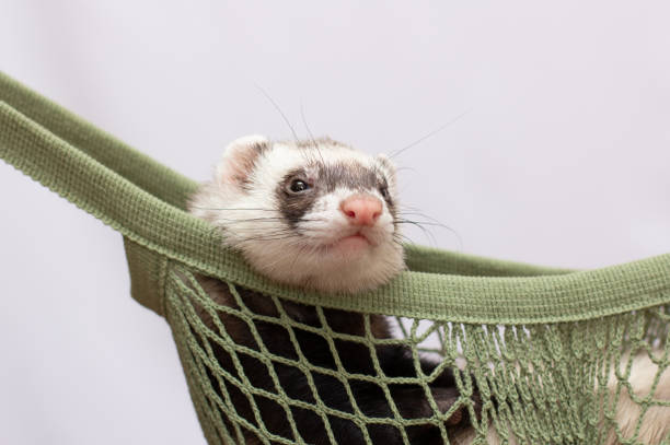 istock The little ferret rest in his home 1341388052
