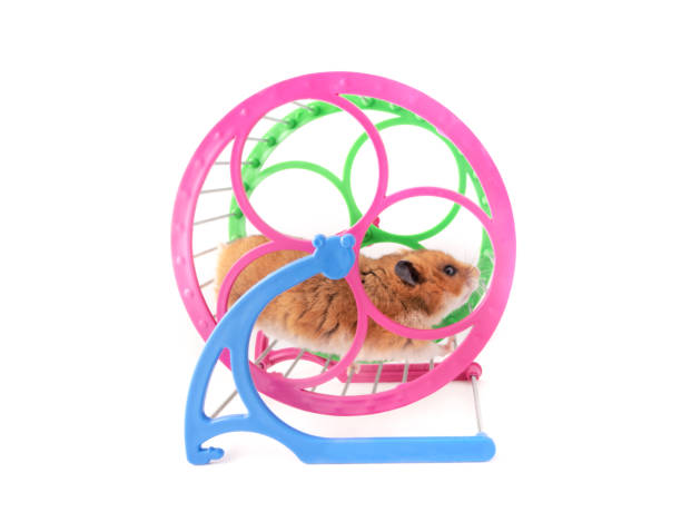 istock Syrian hamster runs in a running wheel isolated on white background 1341388994