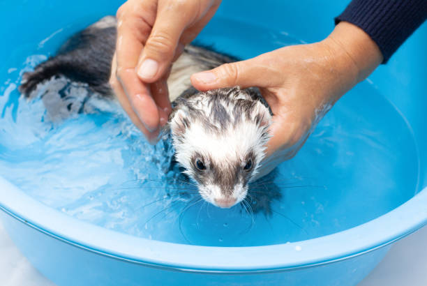 istock Pet Ferret enjoying a indoor bath. 1341389073