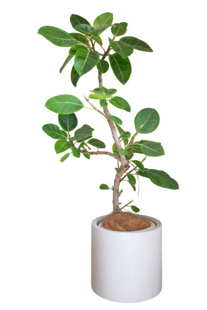 Rubber tree, foliage plant in white planter Rubber tree, foliage plant in a white planter indian rubber houseplant stock pictures, royalty-free photos & images