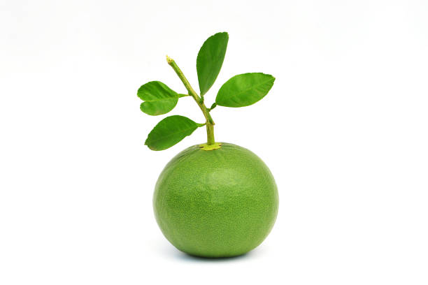 green lime fresh on white background with leaf full in-studio sho - studio sho imagens e fotografias de stock