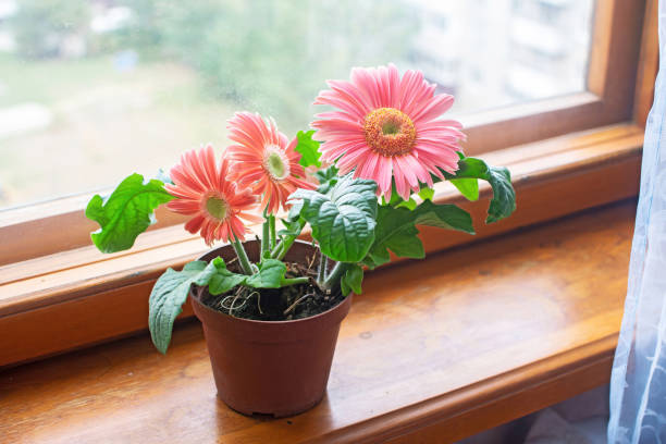 House plant Gerbera daisy in flower pot placed next the window House plant Gerbera daisy in flower pot placed next the window gerbera stock pictures, royalty-free photos & images