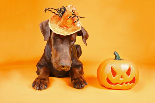 istock Halloween dog card 1341392140