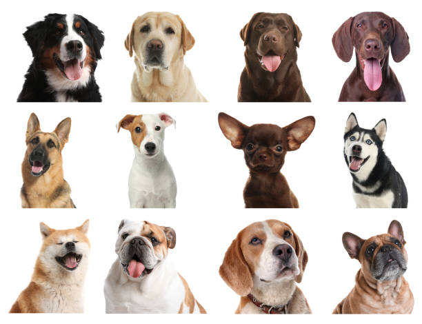 istock Set of different dogs on white background 1341392559