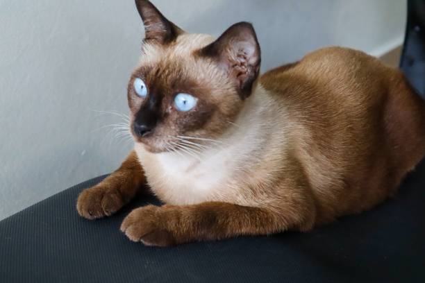 siamese cat - katt thai bildbanksfoton och bilder