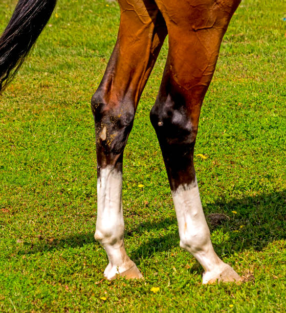 istock Horse legs close-up. 1341393600