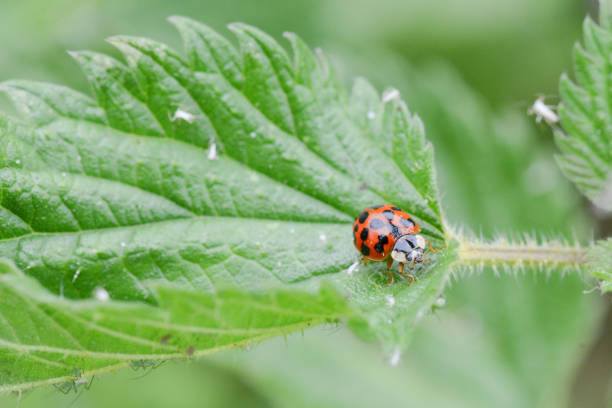 istock Ladybug on a blade of grass eating aphids 1341394245