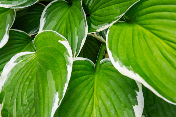 istock Hosta leaves floral pattern background. Lush green hosta foliage top view. 1341394643