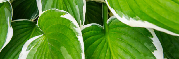 istock Hosta leaves floral pattern banner. Lush green hosta foliage top view. 1341394712
