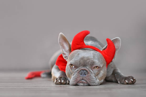 istock Devil French Bulldog dog 1341395886