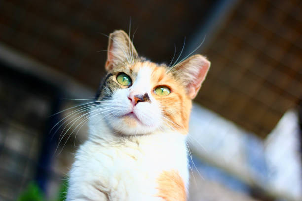 istock stray cat standing in front of the window 1341395960