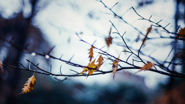 foglie morte appese ai rami nudi degli alberi, giorno di pioggia - branch dry defocused close up foto e immagini stock