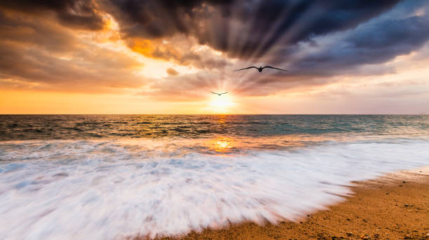 istock Sunset Ocean Birds Inspiration 1341397164