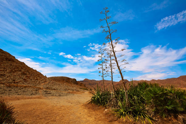 Almeria Playa del Monsul beach at Cabo de Gata in Spain