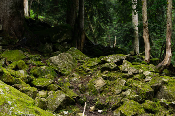 istock Image of moss filled rocks inside a humid forest 1341398505